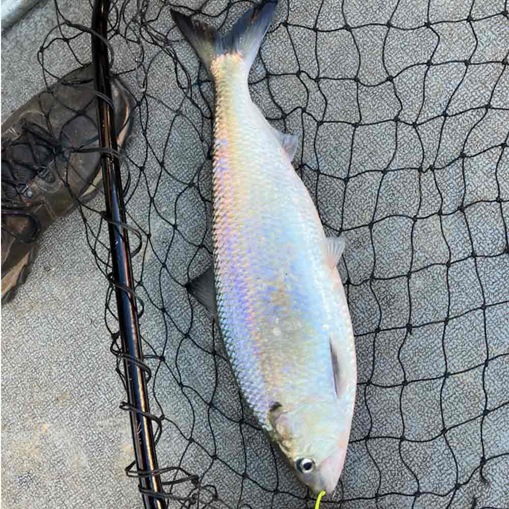 Captain Bill Plumley's first American shad of the year