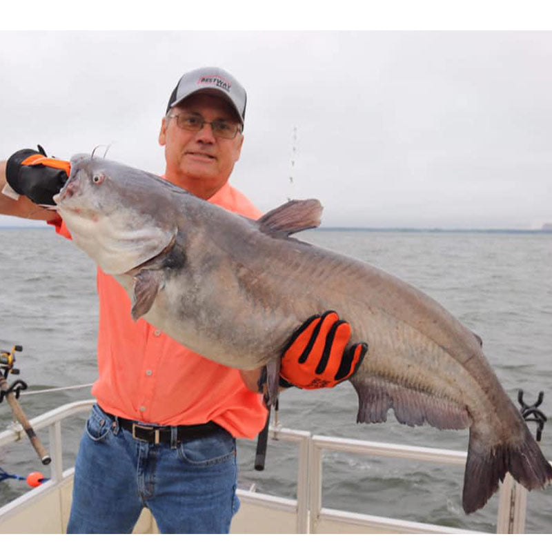 AHQ INSIDER Santee Cooper (SC) 2022 Week 40 Fishing Report – Updated October 6