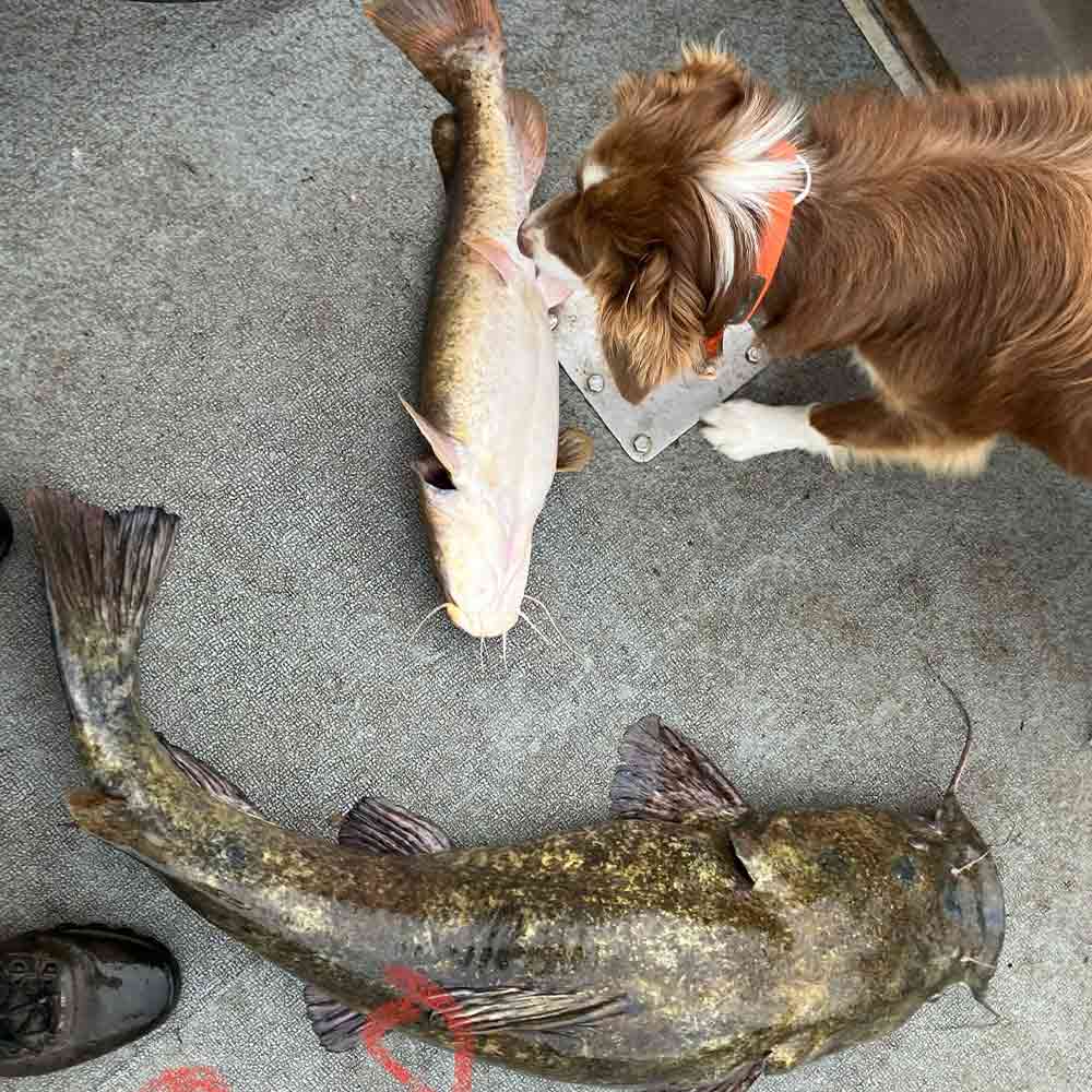 And then flatheads came - a 38 pounder below