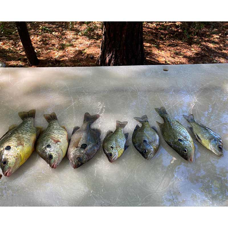 AHQ INSIDER Santee Cooper (SC) 2022 Week 42 Fishing Report – Updated October 21