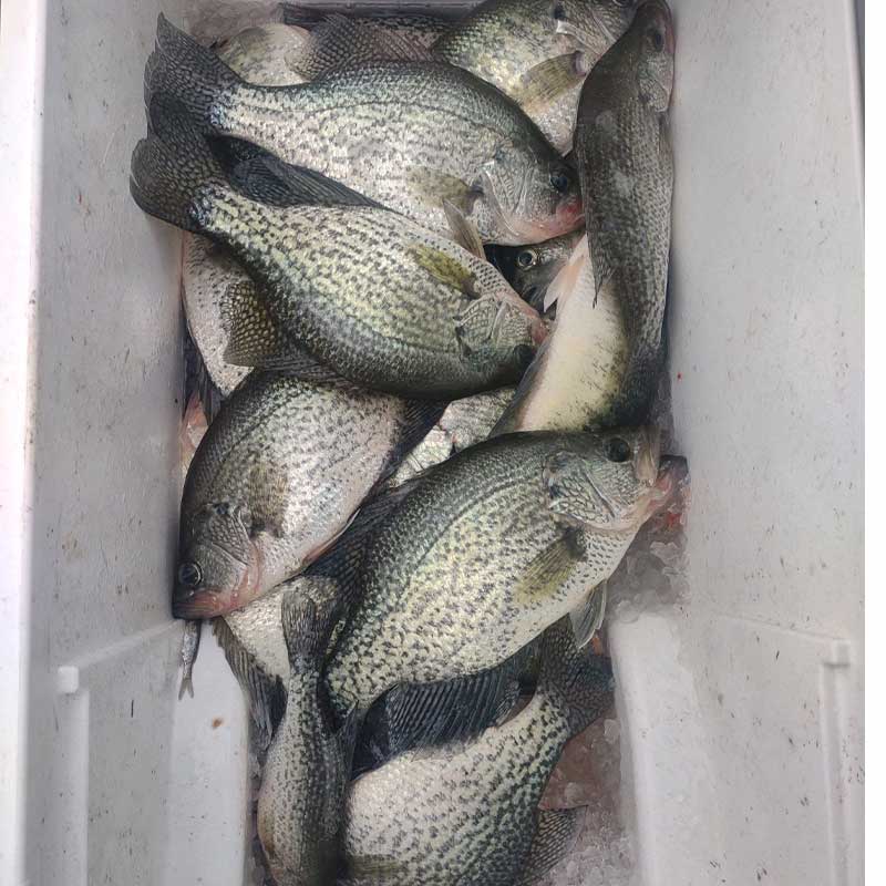 AHQ INSIDER Santee Cooper (SC) 2022 Week 44 Fishing Report – Updated November 3