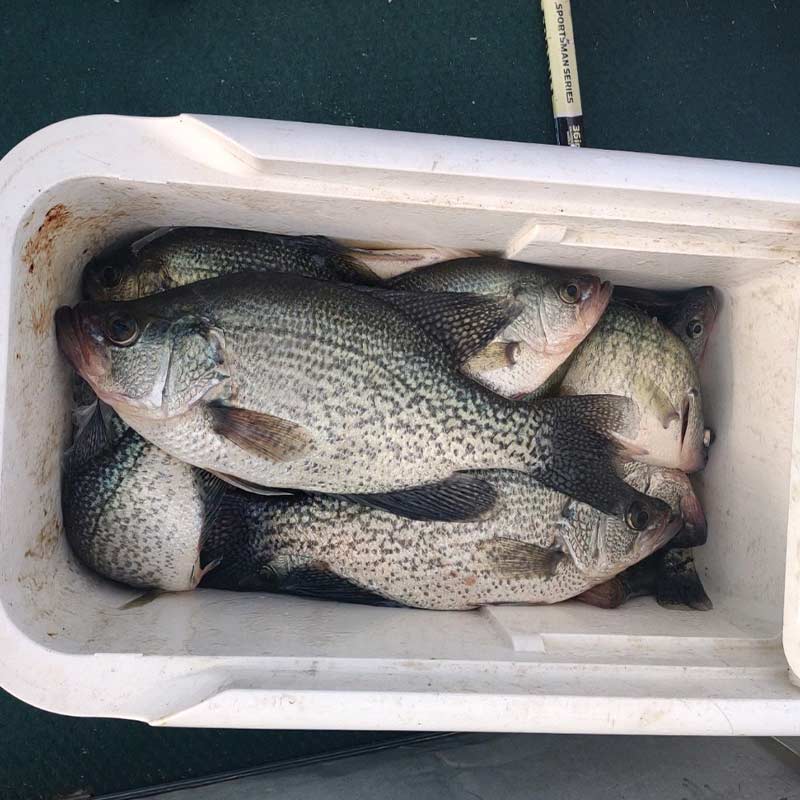 AHQ INSIDER Santee Cooper (SC) Fall 2021 Fishing Report – Updated December 3