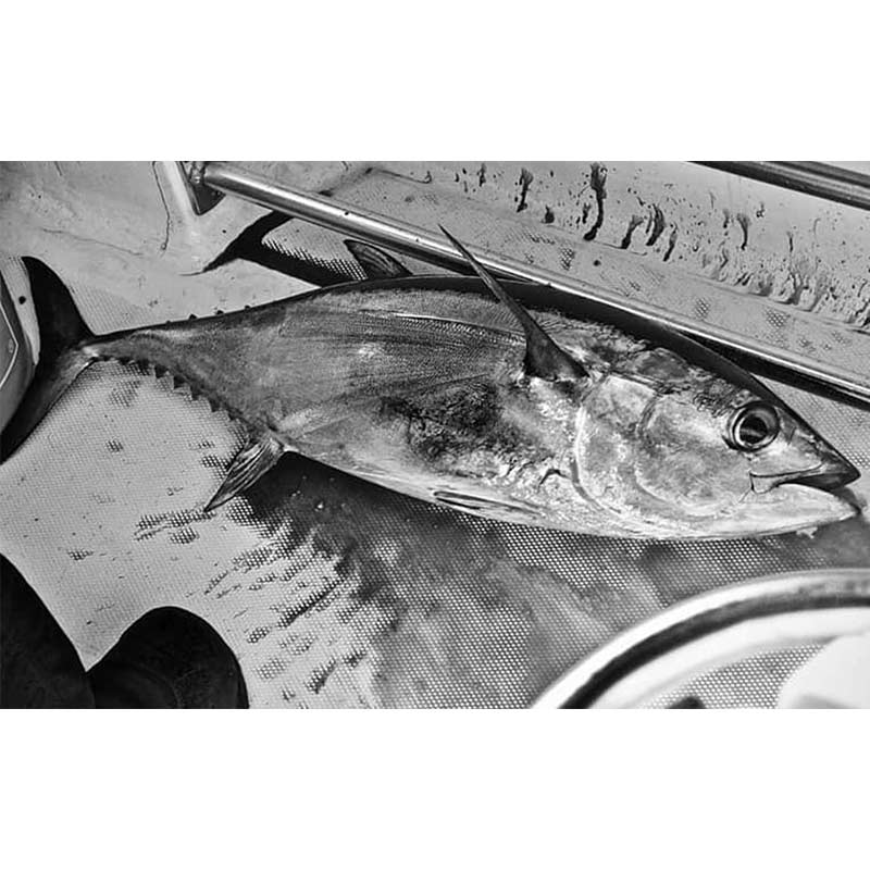 AHQ INSIDER South Grand Strand (SC) Spring 2021 Fishing Report – Updated January 22