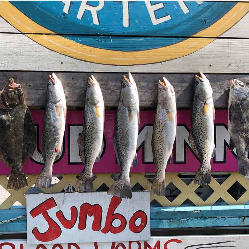 AHQ INSIDER South Grand Strand (SC) Fall 2020 Fishing Report – Updated December 20