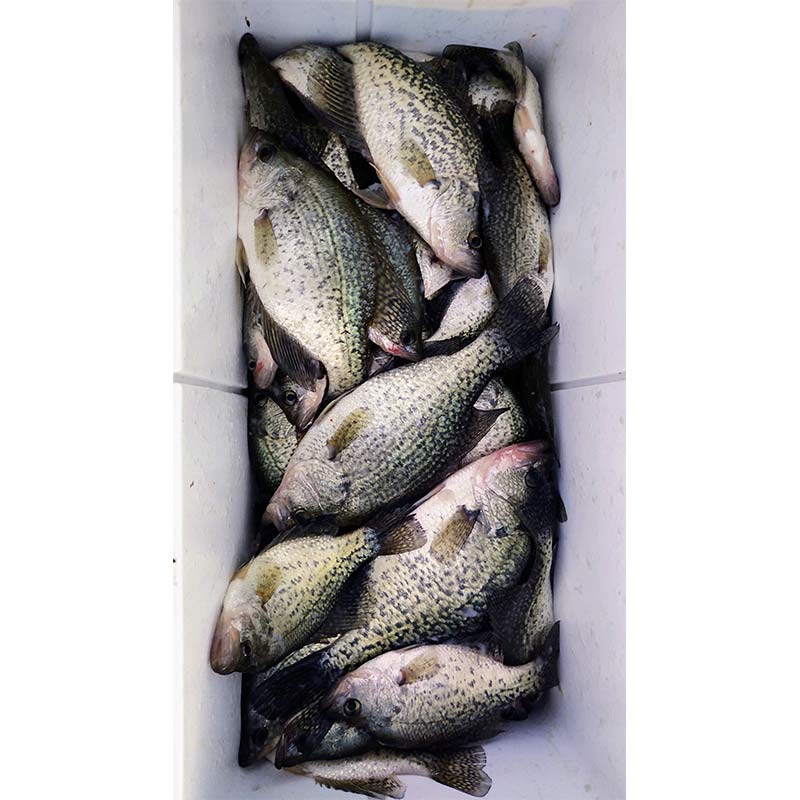 AHQ INSIDER Lake Wateree (SC) 2023 Week 42 Fishing Report – Updated October 19