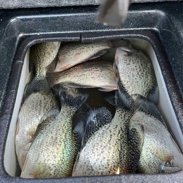 AHQ INSIDER Lake Wateree (SC) 2025 Week 22 Fishing Report – Updated Ma ...