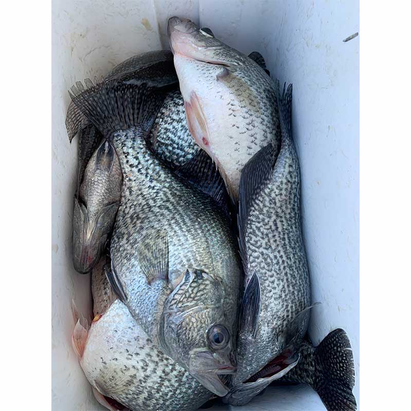 AHQ INSIDER Lake Wateree (SC) 2023 Week 13 Fishing Report – Updated March 30