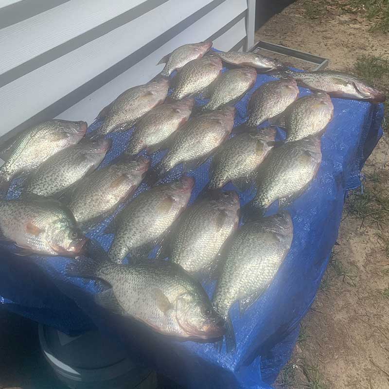 AHQ INSIDER Lake Wateree (SC) 2023 Week 26 Fishing Report – Updated June 28