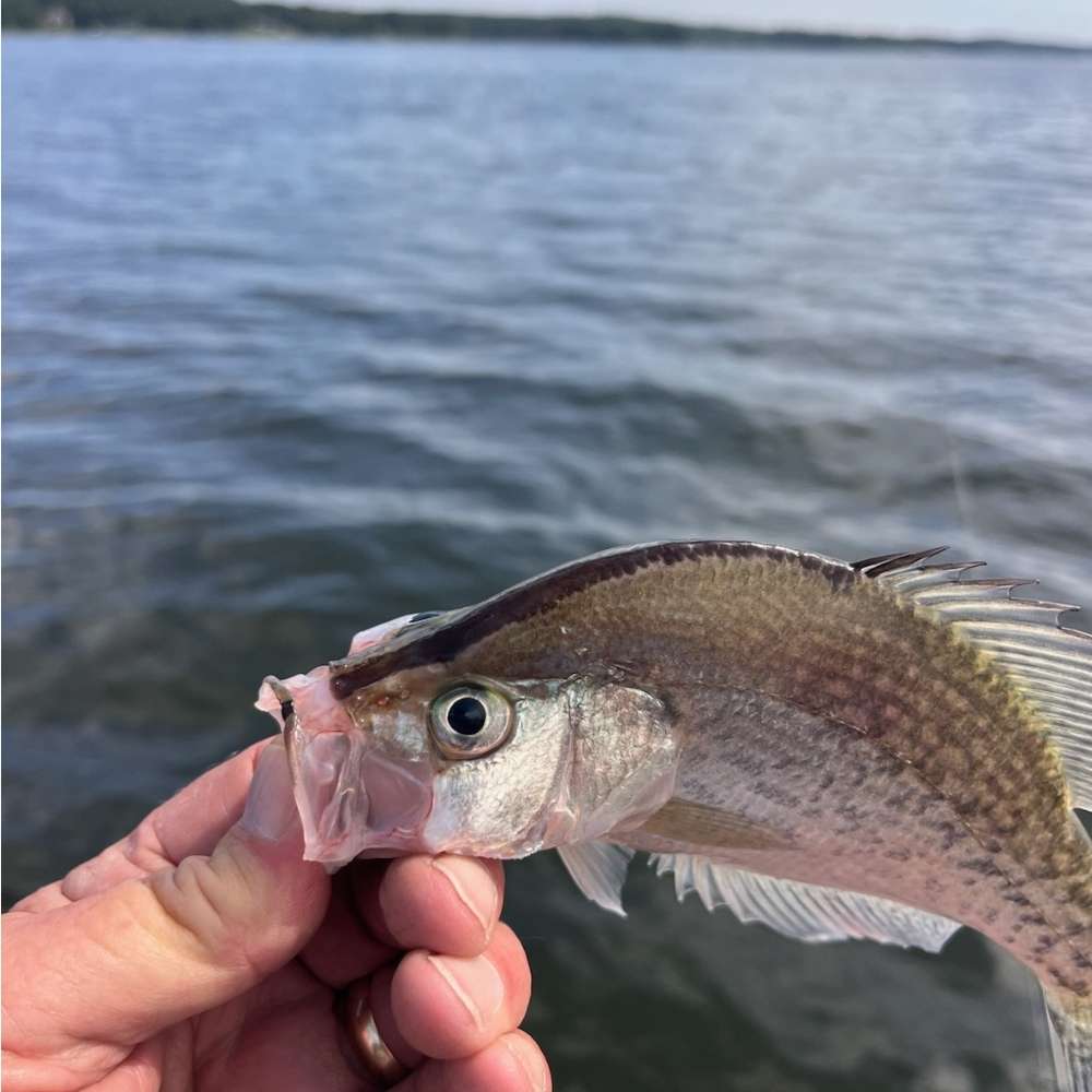 A rare black-nose crappie caught yesterday by Will Hinson