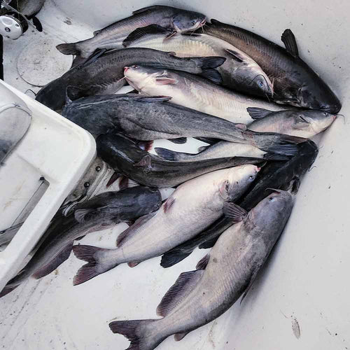 This week with Captain Chris Nichols