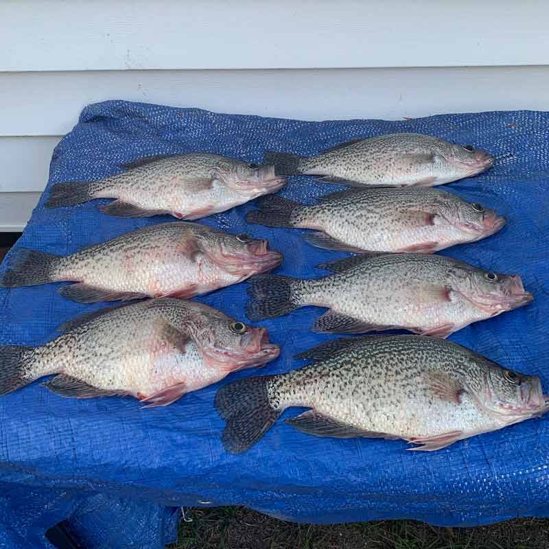 AHQ INSIDER Lake Wateree (SC) 2023 Week 16 Fishing Report – Updated April 20