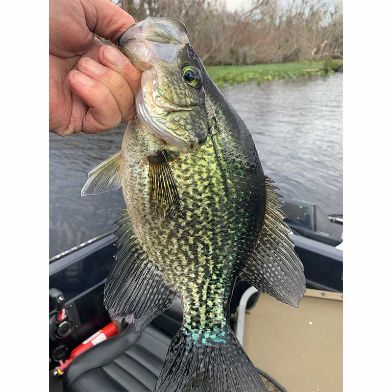 AHQ INSIDER Lake Wateree (SC) Spring 2021 Fishing Report – Updated January 20