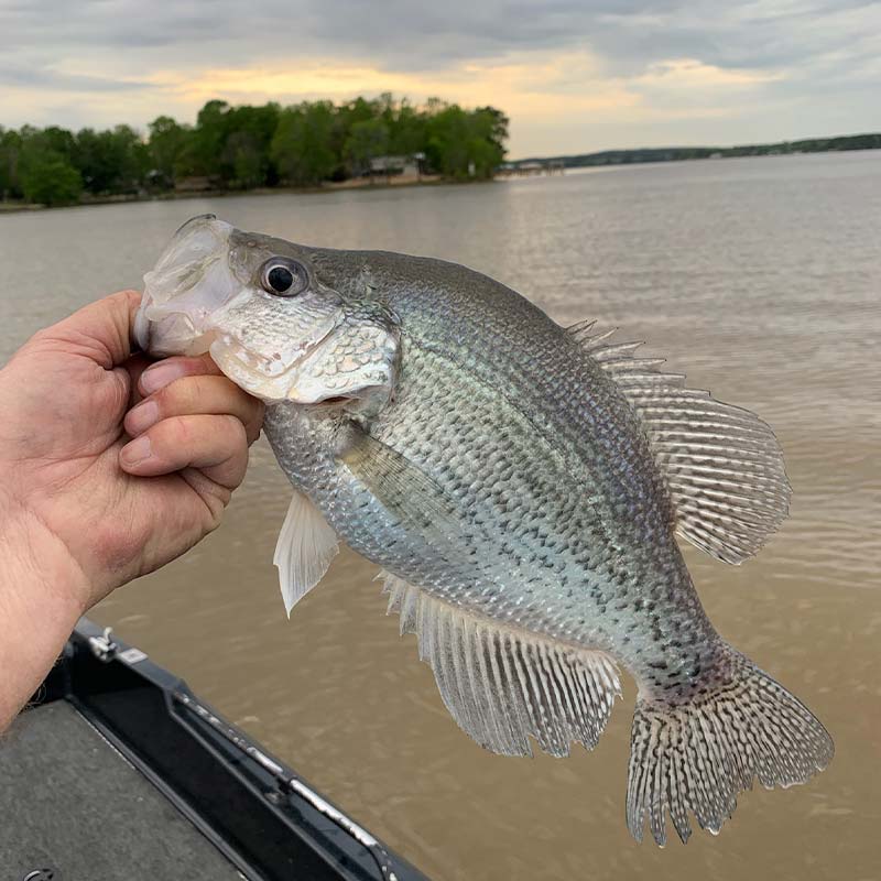 AHQ INSIDER Lake Wateree (SC) 2022 Week 16 Fishing Report – Updated April 20