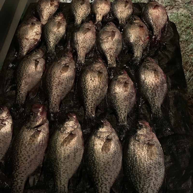 AHQ INSIDER Lake Wateree (SC) 2022 Week 34 Fishing Report – Updated August 22
