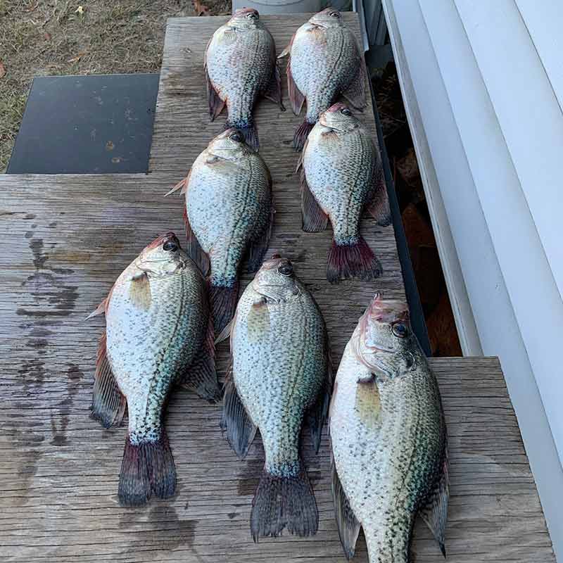 AHQ INSIDER Lake Wateree (SC) Fall 2021 Fishing Report – Updated November 11
