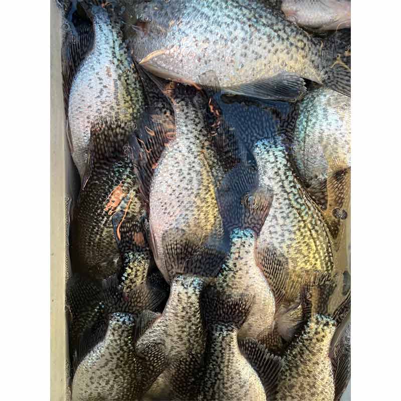 AHQ INSIDER Lake Wateree (SC) 2024 Week 5 Fishing Report – Updated January 31