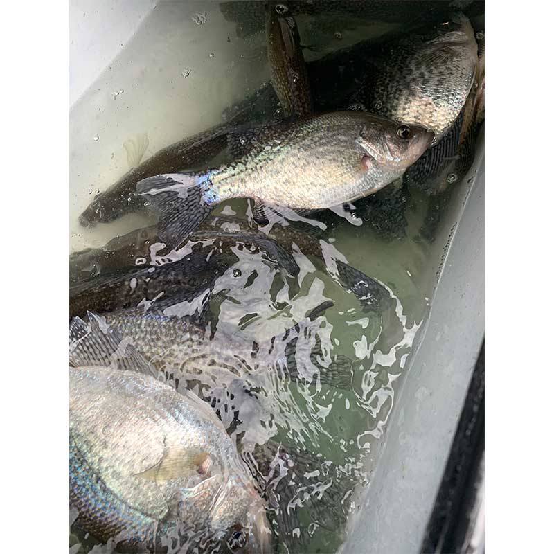 AHQ INSIDER Lake Wateree (SC) Fall 2021 Fishing Report – Updated December 22