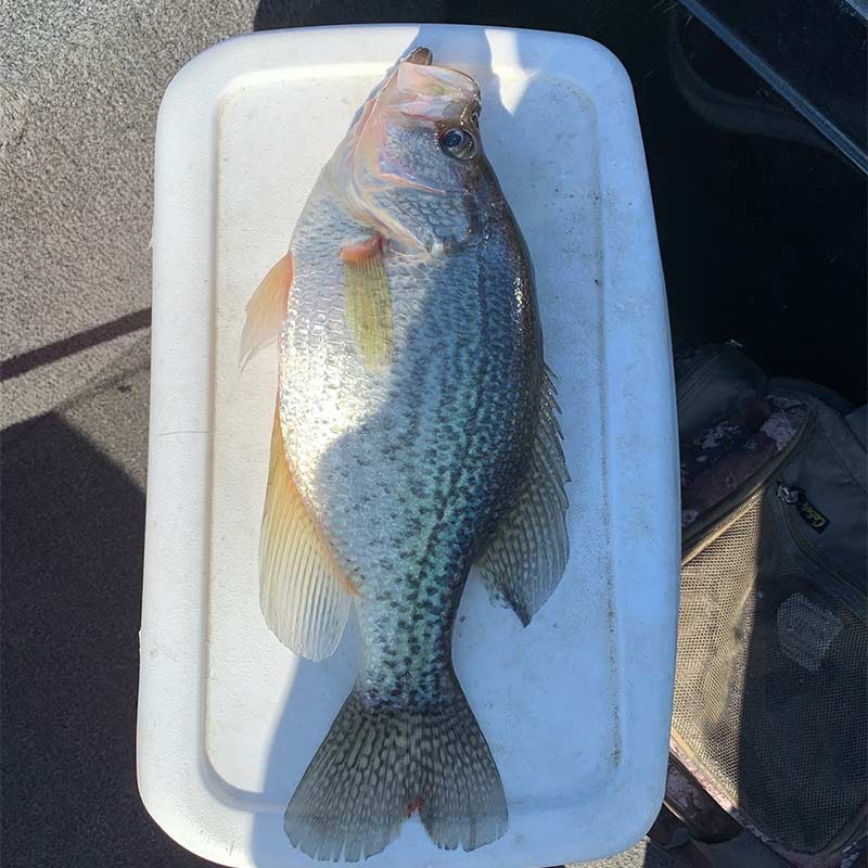 AHQ INSIDER Lake Wateree (SC) 2022 Week 44 Fishing Report – Updated November 3