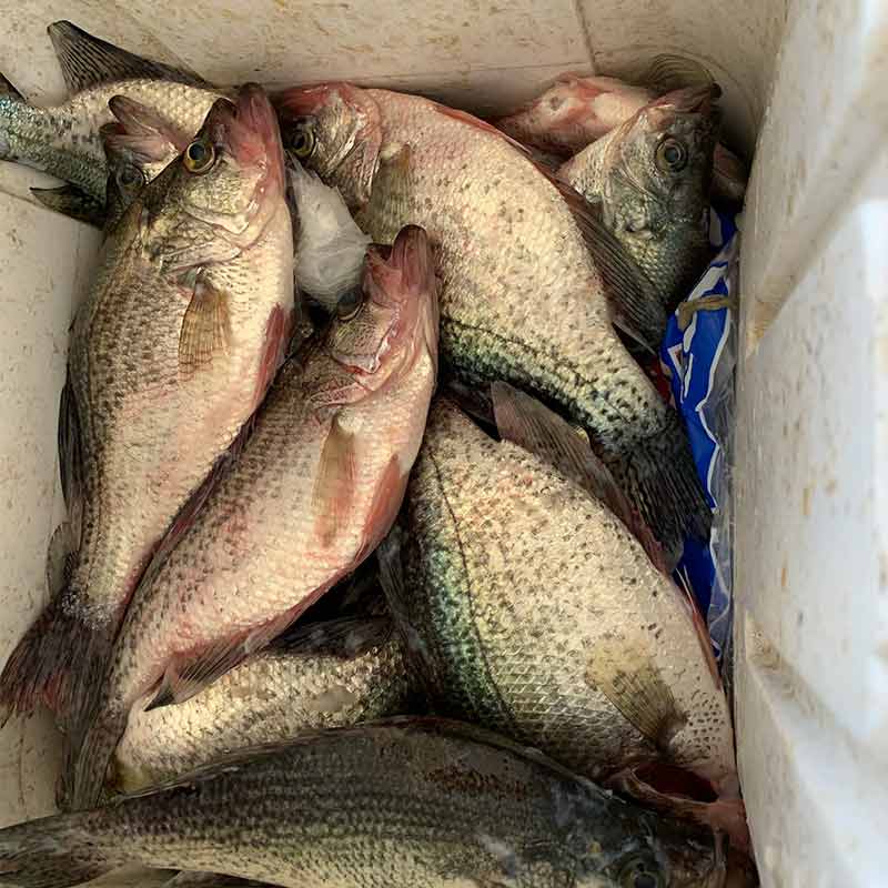 AHQ INSIDER Lake Wateree (SC) Summer 2021 Fishing Report – Updated August 20