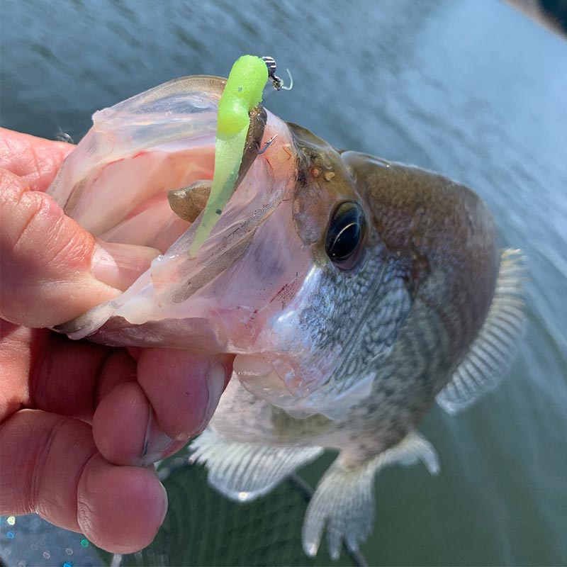 AHQ INSIDER Lake Wateree (SC) 2023 Week 36 Fishing Report – Updated September 7