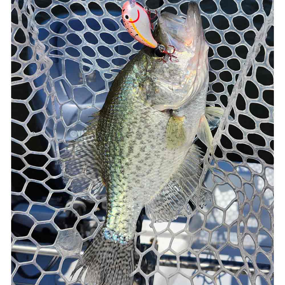 Cranking 'em up on Lake Wylie with Captain Chris Nichols