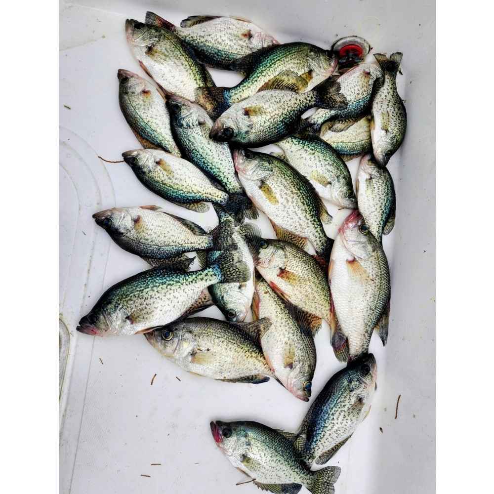 The Carolina Angler just can't stop catching crappie! 