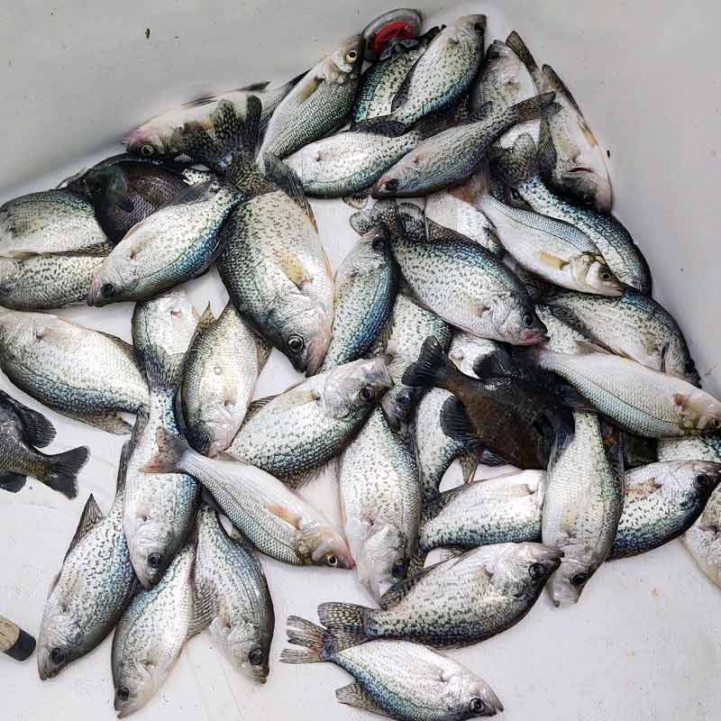 AHQ INSIDER Lake Wylie (NC/SC) 2023 Week 24 Fishing Report – Updated June 15