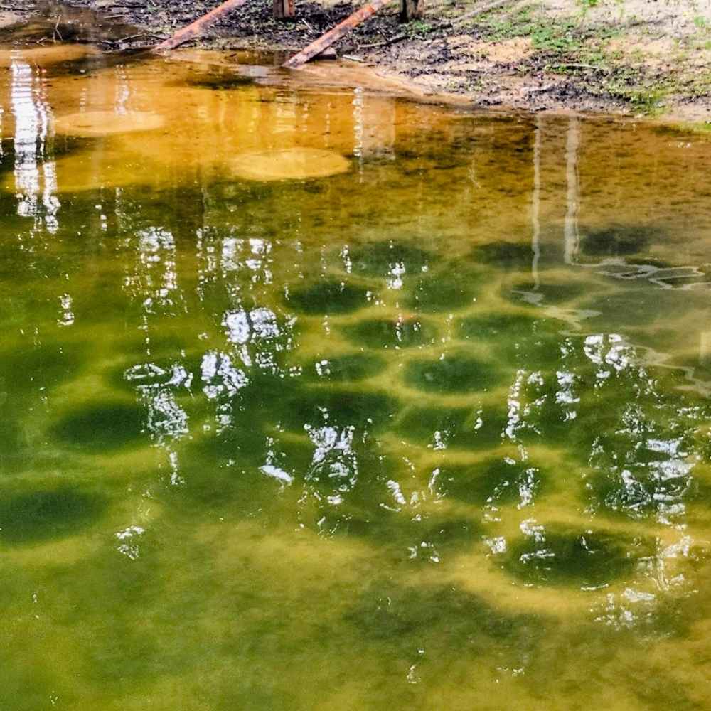 Bream beds this week on Wylie - photo courtesy of Captain  Chris Nichols 