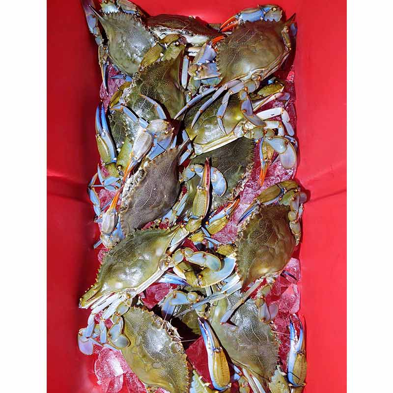 AHQ INSIDER Lake Wylie (NC/SC) 2023 Week 34 Fishing Report – Updated August 24