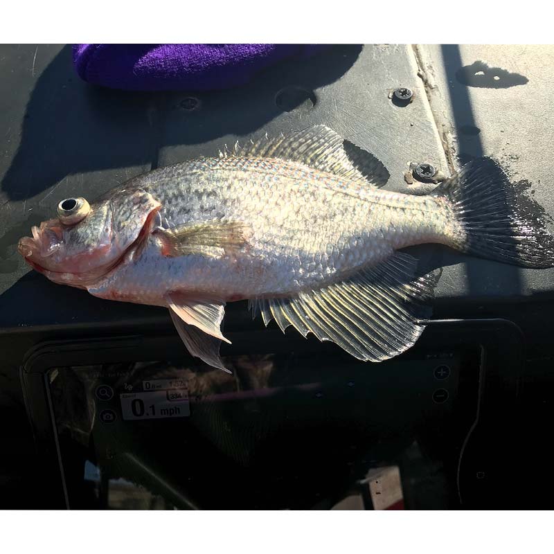 AHQ INSIDER Lake Wylie (NC/SC) Spring 2022 Fishing Report – Updated February 10
