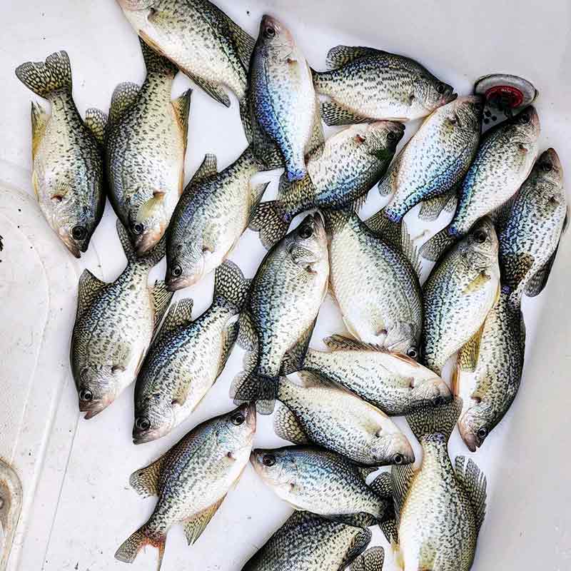 AHQ INSIDER Lake Wylie (NC/SC) 2024 Week 6 Fishing Report – Updated February 9