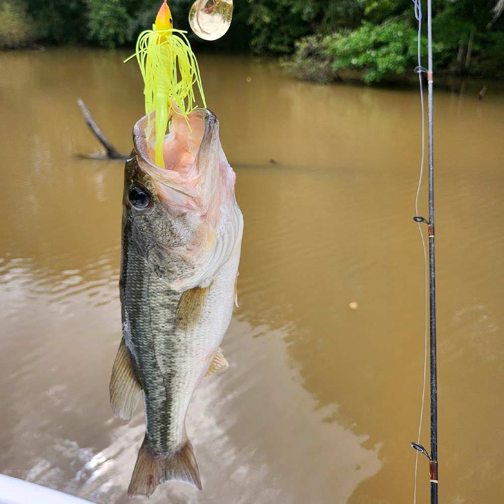 best fishing lures for lake wylie s.c Lake-X Hammer - Blackbird Lake Wylie's bass a big