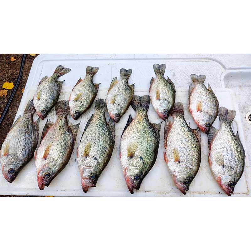 AHQ INSIDER Lake Wylie (NC/SC) 2023 Week 43 Fishing Report – Updated October 26