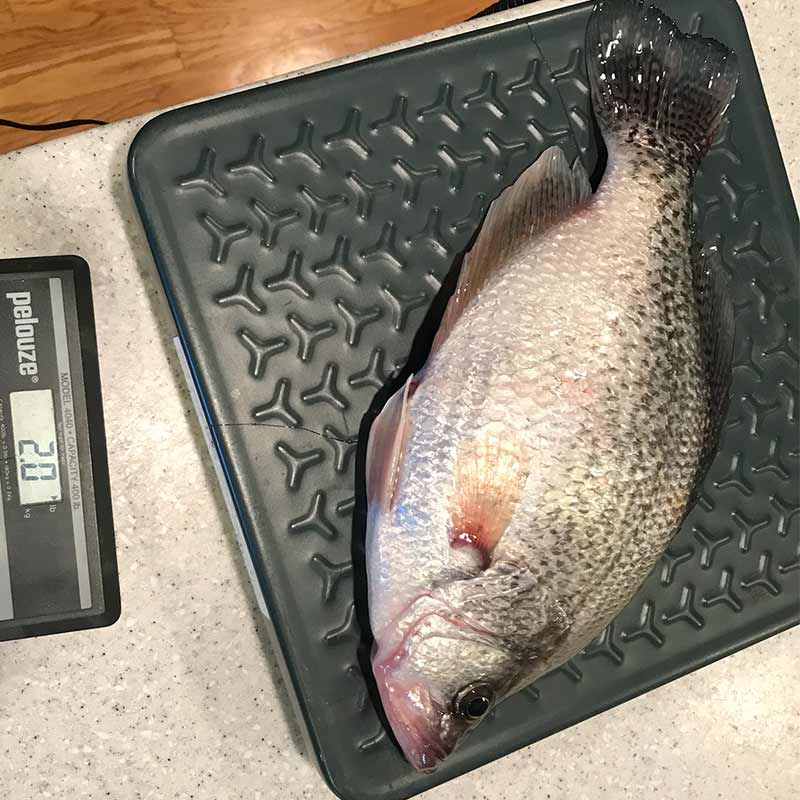 AHQ INSIDER Lake Wylie (NC/SC) Spring 2021 Fishing Report – Updated March 19