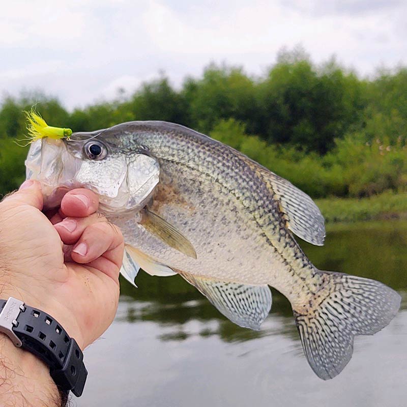 AHQ INSIDER Lake Wylie (NC/SC) 2023 Week 38 Fishing Report – Updated September 21