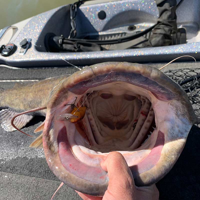 AHQ INSIDER Lake Wylie (NC/SC) Spring 2021 Fishing Report – Updated March 5