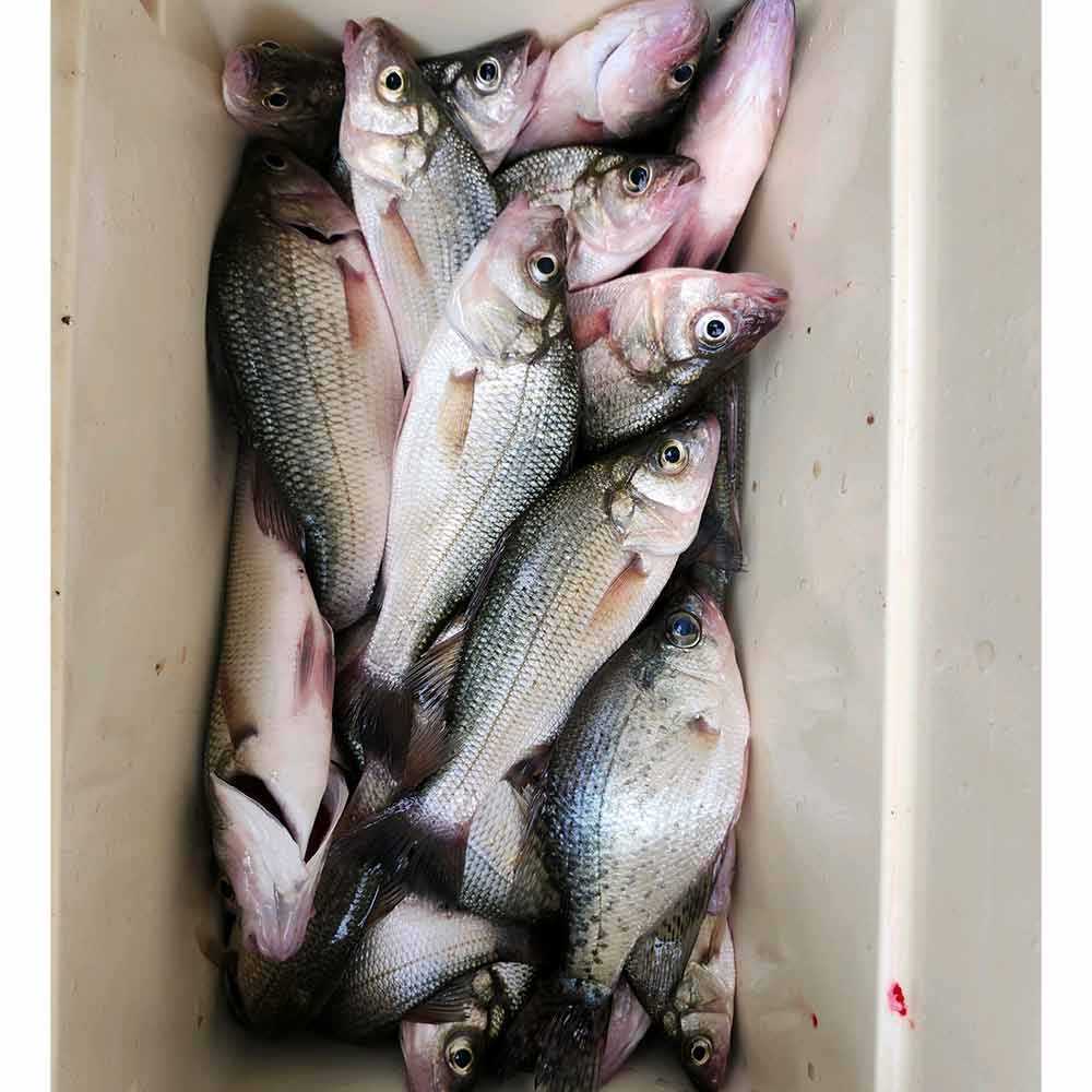 AHQ INSIDER Lake Wylie (NC/SC) 2024 Week 39 Fishing Report – Updated September 26