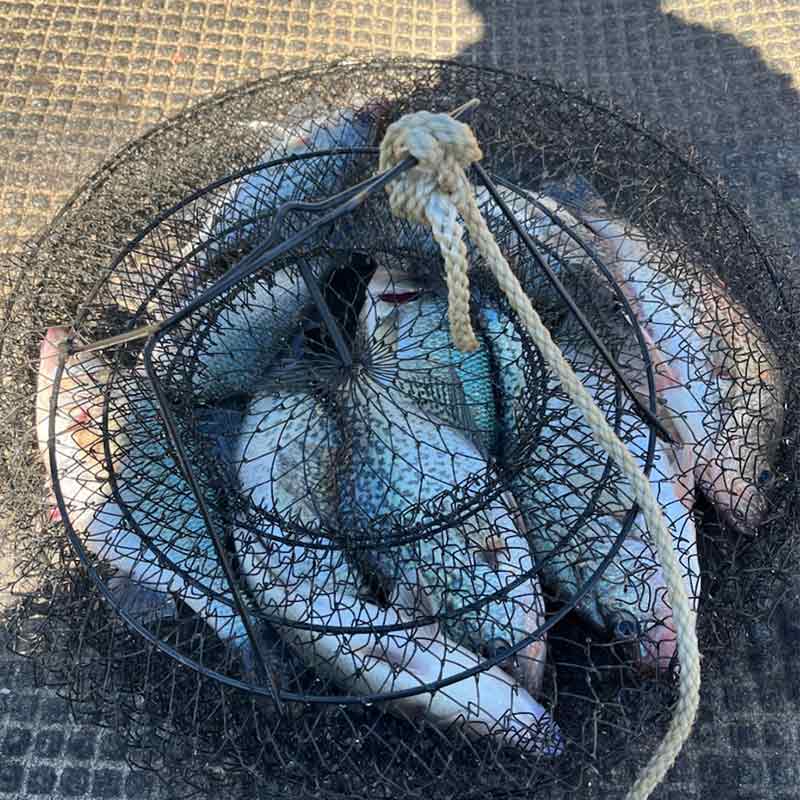 AHQ INSIDER Lake Wylie (NC/SC) Spring 2022 Fishing Report – Updated March 1