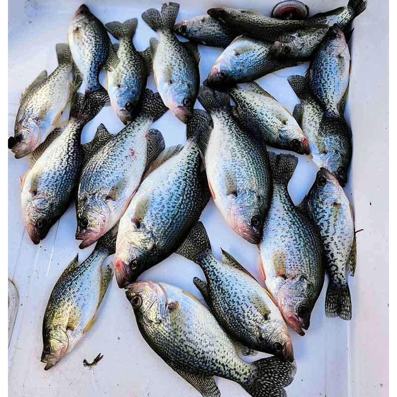 AHQ INSIDER Lake Wylie (NC/SC) 2023 Week 50 Fishing Report – Updated December 14