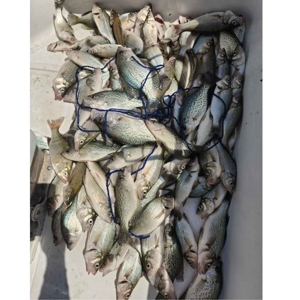 Yep, that's a haul - yesterday with Captain Chris Nichols