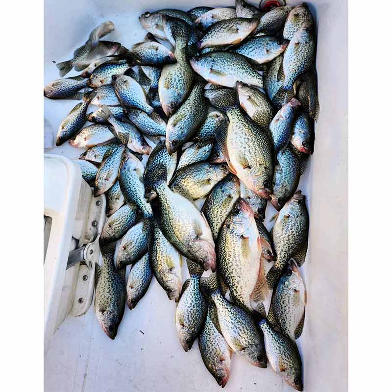 AHQ INSIDER Lake Wylie (NC/SC) 2024 Week 1 Fishing Report – Updated January 4