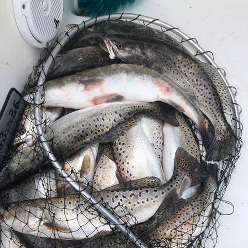 AHQ INSIDER South Grand Strand (SC) Fall 2019 Fishing Report – Updated November 25