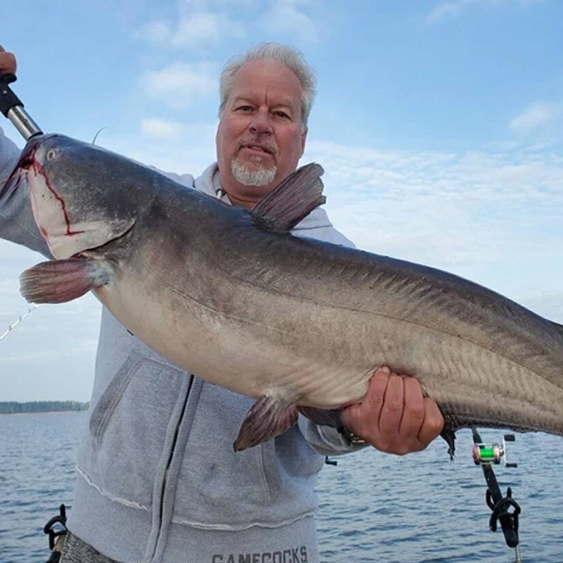 AHQ INSIDER Clarks Hill (GA/SC) Fall 2019 Fishing Report – Updated November 25