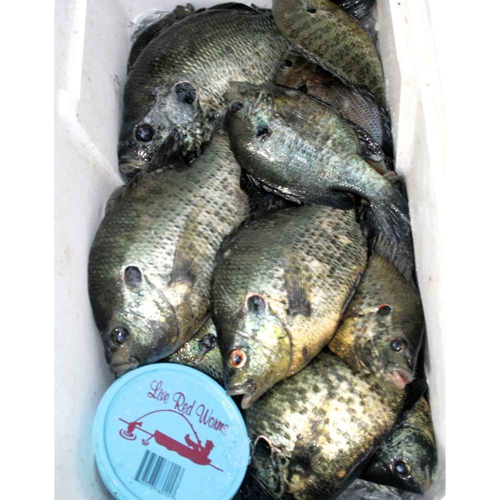 AHQ INSIDER Lake Greenwood (SC) May 2026 Fishing Forecast and Report – Updated May 7