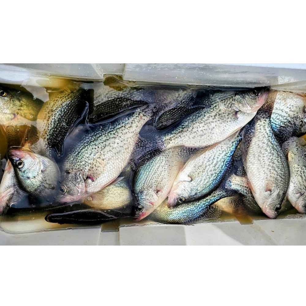 AHQ INSIDER Clarks Hill (GA/SC) May 2026 Fishing Forecast and Report – Updated May 27