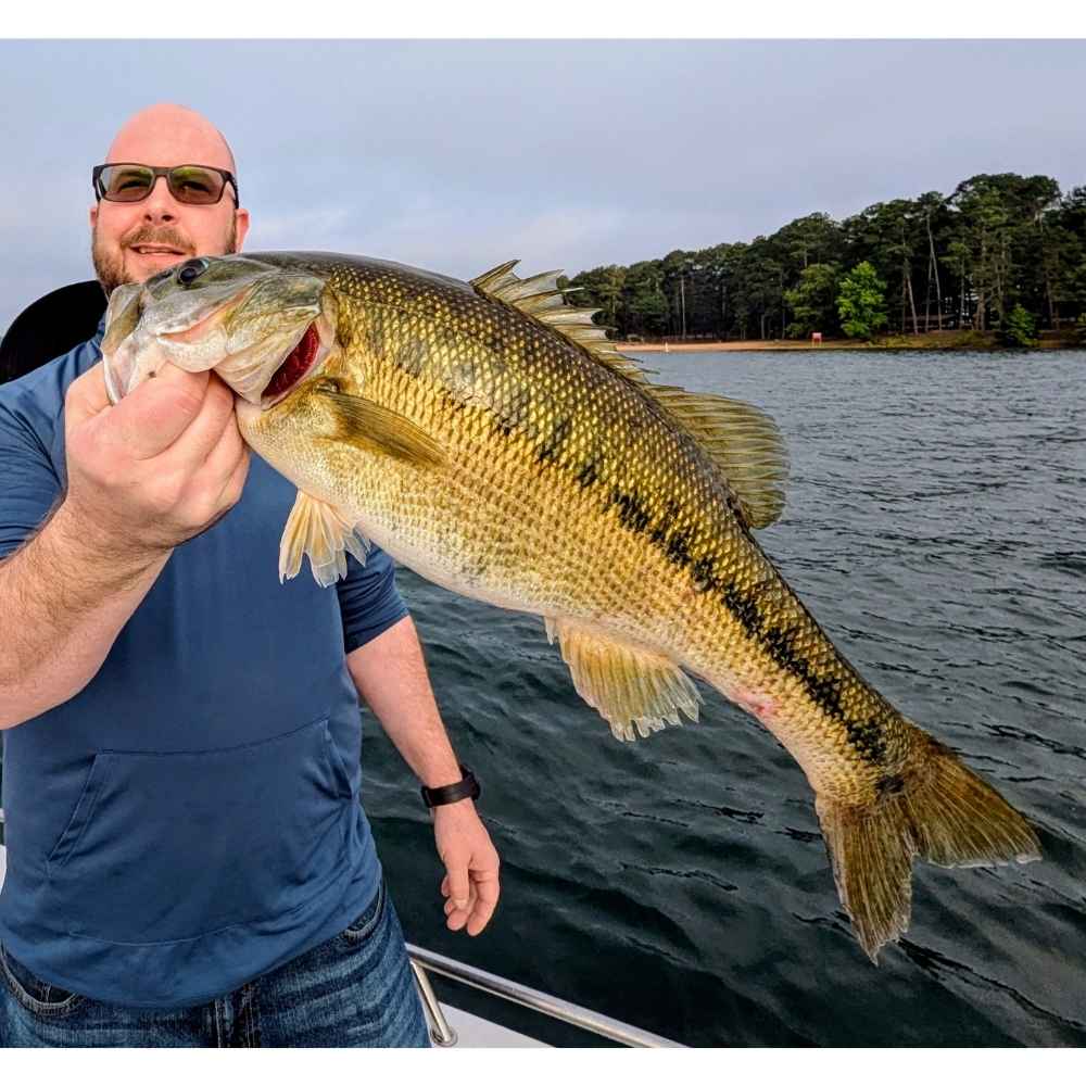 AHQ INSIDER Lake Hartwell (GA/SC) May 2026 Fishing Forecast and Report – Updated May 28