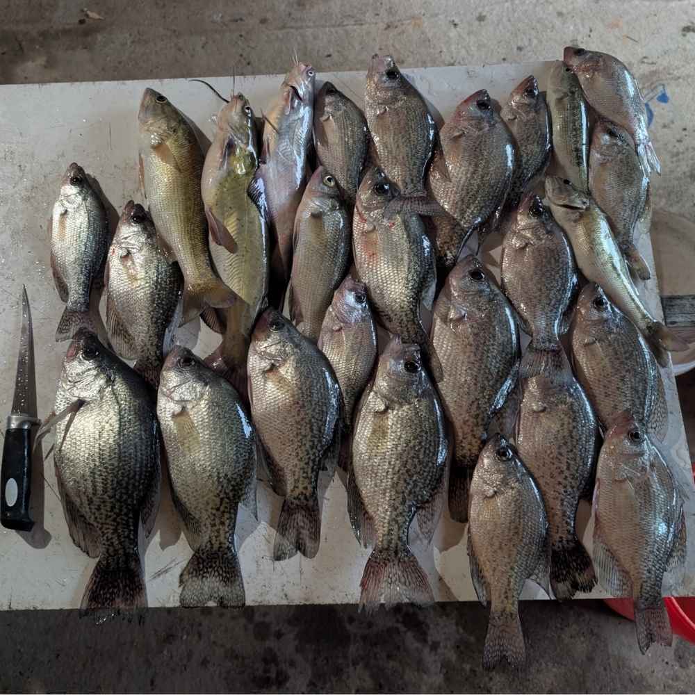 AHQ INSIDER Lake Russell (GA/SC) June 2026 Fishing Report and Forecast - Updated June 9