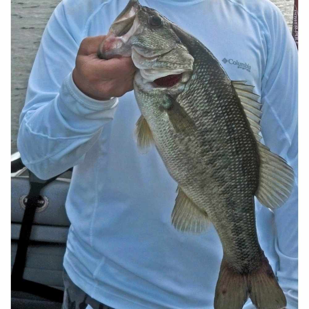 AHQ INSIDER Lake Murray (SC) June 2026 Fishing Report and Forecast - Updated June 17