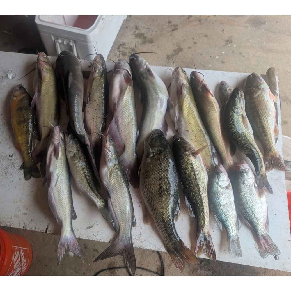 AHQ INSIDER Lake Russell (GA/SC) 2026 Week 27 Fishing Report - Updated June 30
