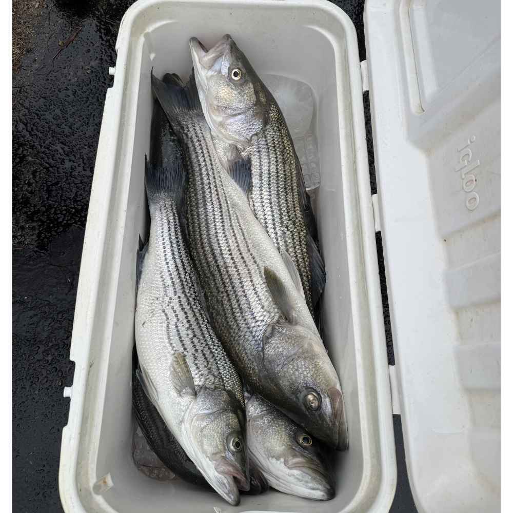 AHQ INSIDER Lake Russell (GA/SC) 2026 Week 28 Fishing Report - Updated July 8